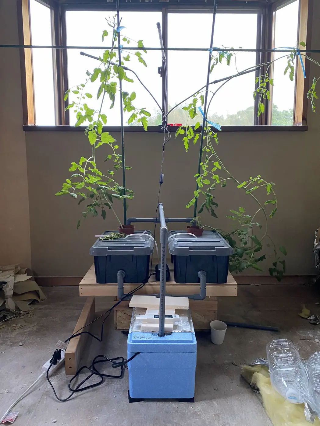 植物を育てている自作水耕栽培システム