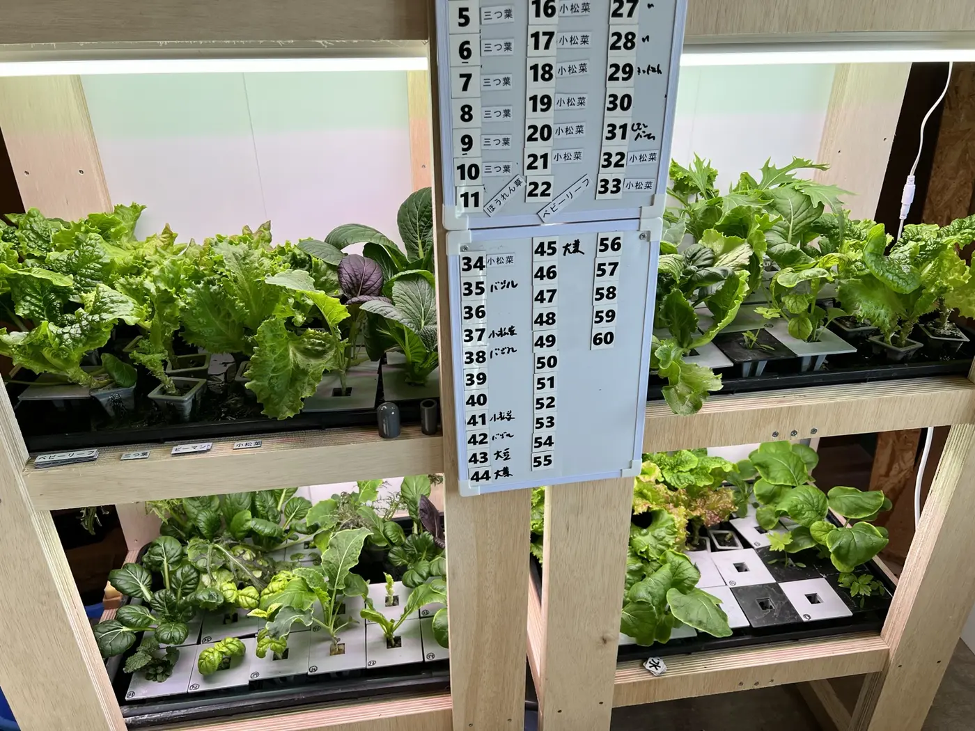 葉物野菜が育った第3回の水耕栽培